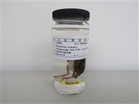 藏品(白頭翁)的圖片